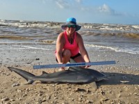 Sharkotic  - Katie Dickey