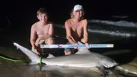 Sharkaholics - David Crain