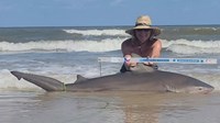 Sharkaholics - David Crain