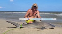 Sharkaholics - David Crain
