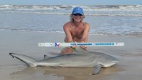 Sharkaholics - David Crain