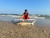 Sharkotic  - Katie Dickey