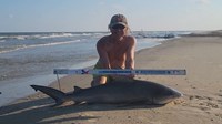 Sharkaholics - David Crain