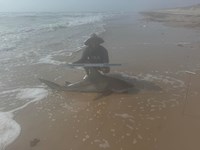 South Texas Shark Stewards - Michael Iruegas