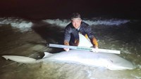 Sharkaholics - Robert Wayne Barnes