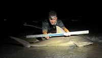 Sharkaholics - Robert Wayne Barnes