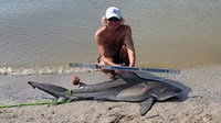 Sharkaholics - David Crain