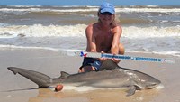 Sharkaholics - David Crain