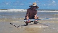 Sharkaholics - David Crain