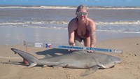 Sharkaholics - Erika Green