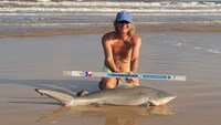 Sharkaholics - David Crain