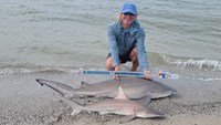 Sharkaholics - David Crain