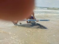 Shark at the Moon - Erik  Schneider