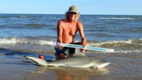 Sharkaholics - David Crain