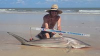 Sharkaholics - David Crain