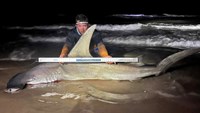 Sharkaholics - Robert Wayne Barnes