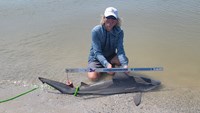 Sharkaholics - David Crain