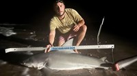 Sharkaholics - Dustin Hickey