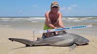 Sharkaholics - David Crain