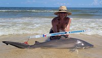 Sharkaholics - David Crain