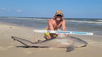 Sharkaholics - David Crain