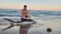 South Texas Shark Stewards - ROME Fuentes