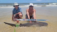 Sharkaholics - David Crain