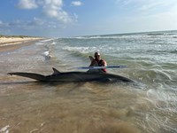 South Texas Shark Stewards - Michael Iruegas