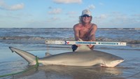 Sharkaholics - David Crain