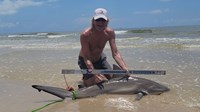 Sharkaholics - David Crain