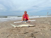 Sharkotic  - Katie Dickey