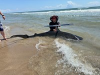 South Texas Shark Stewards - Michael Iruegas