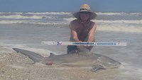 Sharkaholics - David Crain