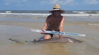 Sharkaholics - David Crain