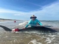 South Texas Shark Stewards - Marteen Guardiola