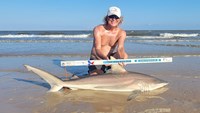 Sharkaholics - David Crain