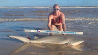 Sharkaholics - Erika Green