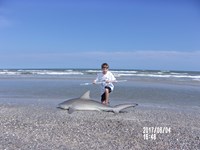 Shark At The Moon - Nicholas Fuller