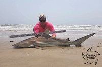 Shark Tribe - Jennifer Merchant