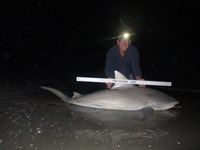 Sharkaholics - Ron Richmond