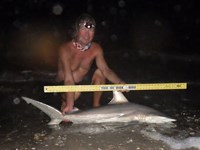 Sharkaholics - David Crain