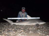 Sharkaholics - David Crain