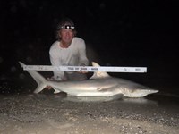 Sharkaholics - David Crain