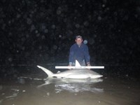 Sharkaholics - Ron Richmond
