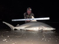 Sharkaholics - David Crain