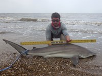 Sharkaholics - Zach Crain