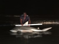 TEAM H&J SHARK HUNTERS - SEEJAY Peralez