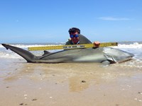 Sharkaholics - Zach Crain