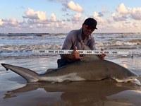 Shark Tribe - Jimmy Limon