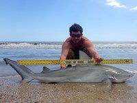 Sharkaholics - Zach Crain